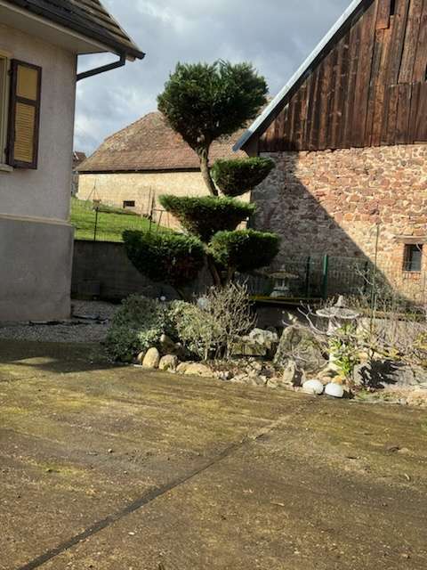 taille-nuage-apres-jardinier-mulhouse