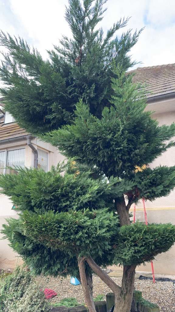 taille-nuage-avant-jardinier-mulhouse